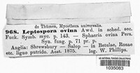 Lasiosphaeria ovina image